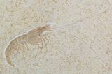 Detailed, Jurassic Fossil Shrimp (Antrimpos) - Solnhofen #50993-1